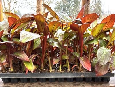 5 Pack Red Abyssinian Banana - Ensete Maurelii   Live Red Banana Plant