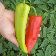 150ct NuMex 6-4 Hatch Chili Pepper Seeds! VERY MILD Large Flavorful Hatch Chili