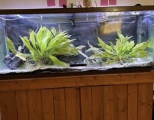 Wood Aquarium Stand w/ 55 gal Glass Rectangle Tank, 4 ft Wide