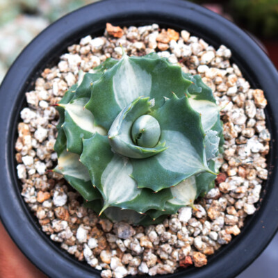 5-6cm Cactus Live Plants Agave Isthmensis Mediopicta Alba Beautiful Rare Cactus