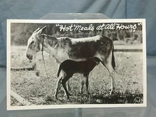 VTG Photo Card Postcard "Hot Meals At All Hours" Donkey Jackass