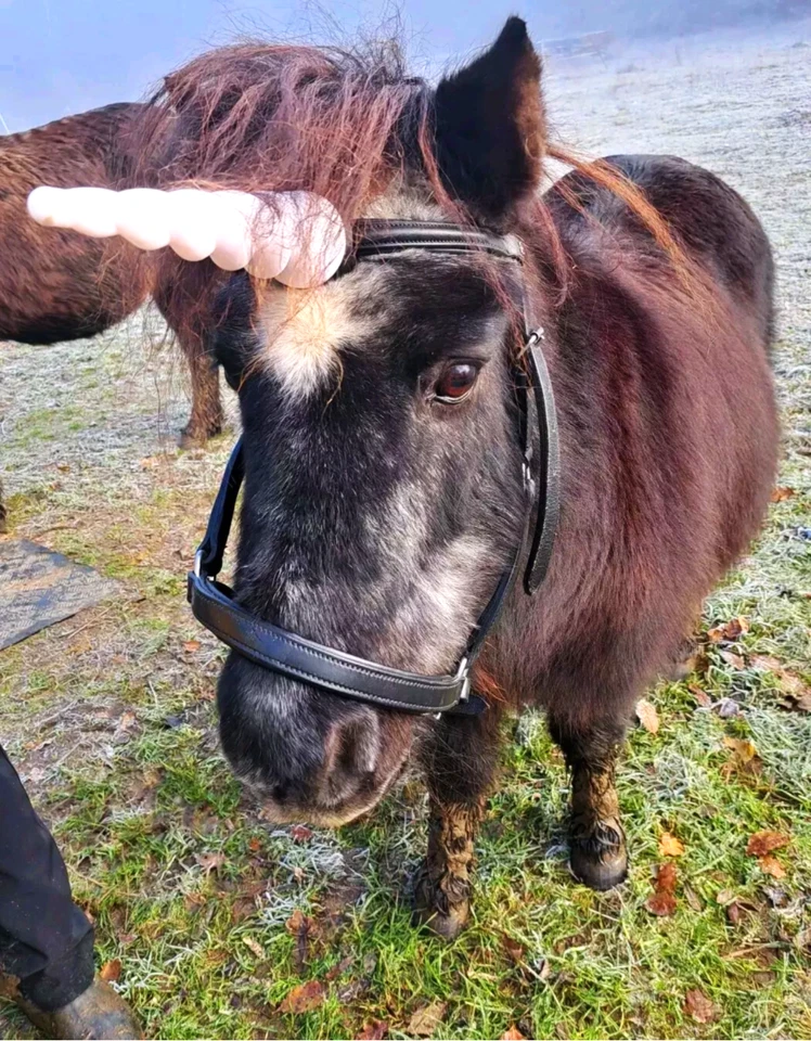 Einhorn für Stirnriemen Unicorn MagicEinhorn Pferdezubehör Ponyzubehör - Bild 3 von 4
