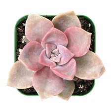 Live Fresh Graptopetalum ‘Purple Delight’ Plant Fully Rooted in 2 inch Planter