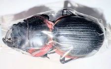 Carabidae Mouhotia sp 40mm+ A- PACK of 10pcs from LAOS - #4369B