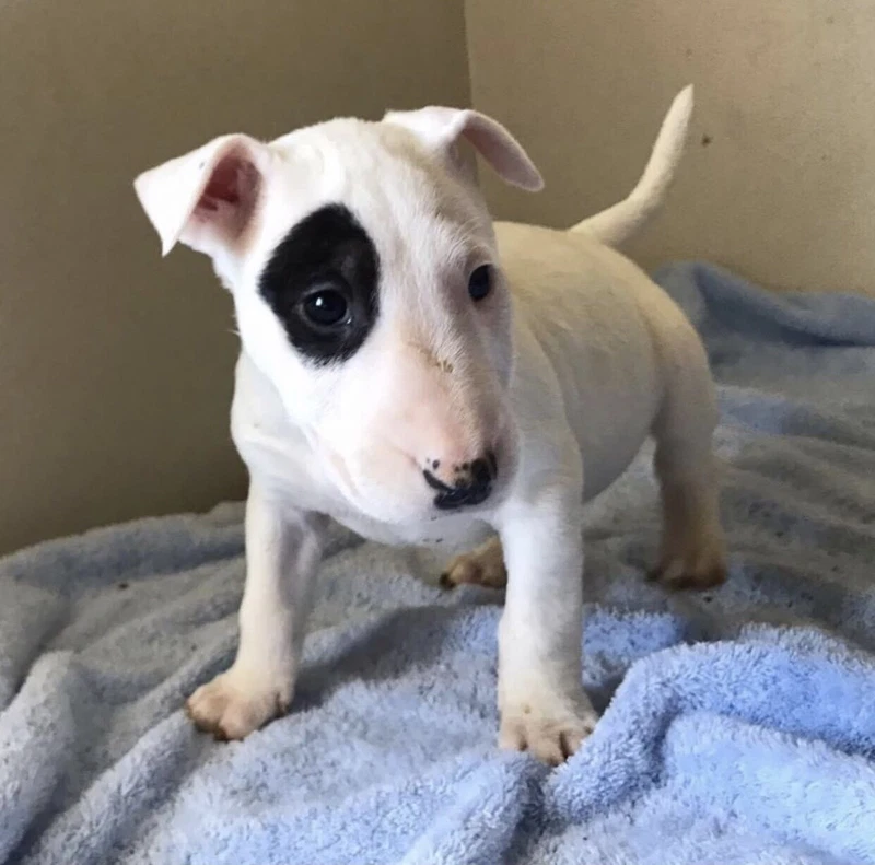 bull terrier gumtree