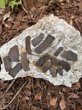 15 Florida Ice Age Turtle Costals