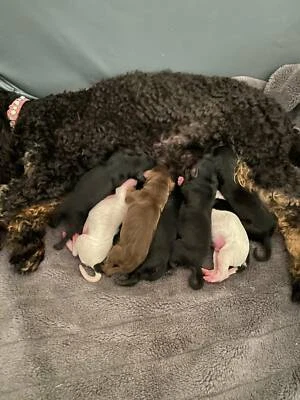 spoodle puppies for sale gumtree