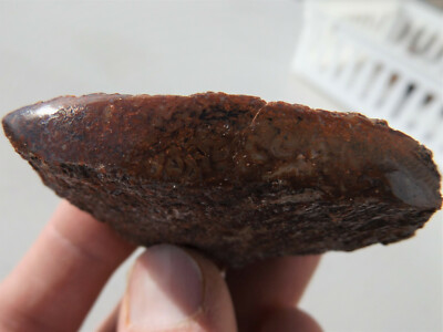 DIG-N-UTAH: DINOSAUR BONE POLISHED DISPLAY  # I 857