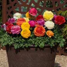 Ranunculus Mixed 50 Bulbs Hardy Perennial Easy to Grow Fresh Cut Bouquets By T&M