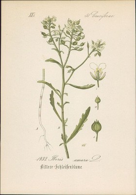 Chromolithographie : Bittere Schleifenblume. Bitterer Bauernsenf. Iberis amara L