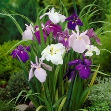 Easy to Grow Japanese Iris Zen Garden Mix 5 Plant Divisions, Spring Zones 4-9