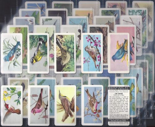 BROOKE BOND (TEE) - KOMPLETTES SET - (KANADA) SONGBIRDS OF NORTH AMERICA (NUR ROTE ROSE)