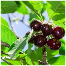 Dwarf Patio Early Rivers Cherry Tree, Ready to Fruit,Large Dark Juicy Cherries