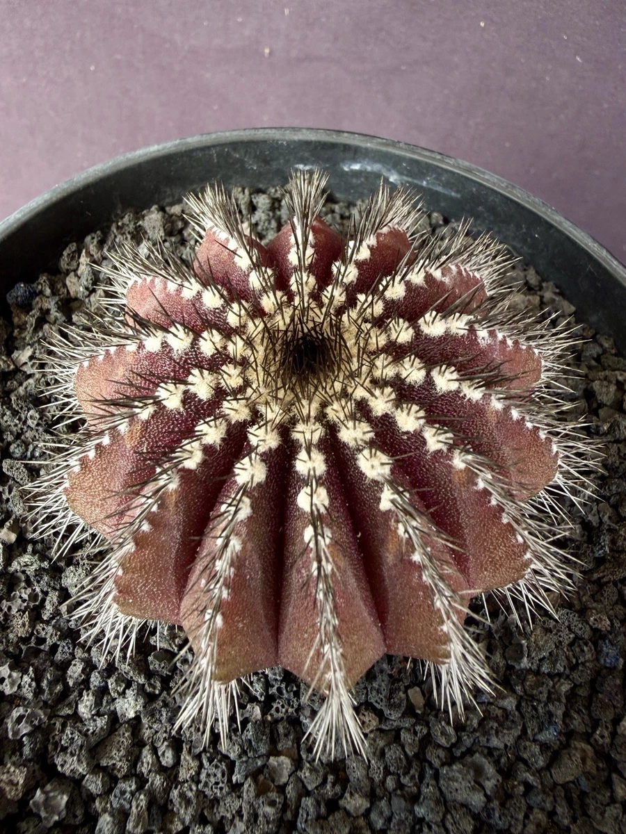 Copiapoa Cactis&Succulents for sale | eBay