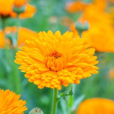 Calendula 'Balls Improved Orange' Seeds