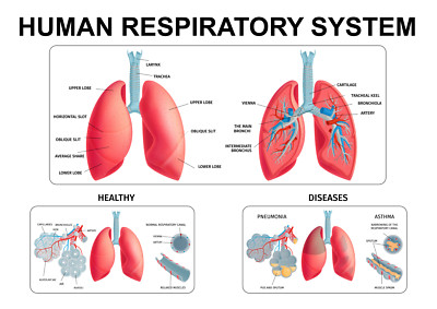 Educational Human Respiratory System Science Wall Poster Print Lungs Laminated