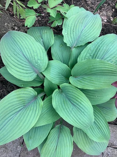 Hosta ‘ Holar Mystic Purple ’ Plantain Lily Plant Shipping Spring 2025 - Picture 2 of 4