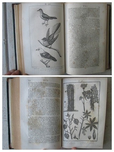 NOUVEAU DICTIONNAIRE D'HISTOIRE NATURELLE, 1803. 36 volumes, 264 planches. - Picture 16 of 24