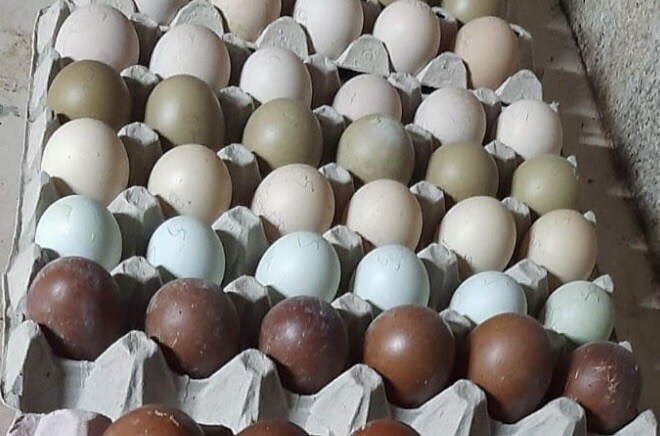 a Uova FERTILI Feconde AMROCK AUSTRALORP MARANS ARAUCANA PADOVANA da cova a Uova FERTILI Feconde AMROCK AUSTRALORP MARANS ARAUCANA PADOVANA da cova