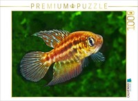 Calvendo Puzzle Ophthalmolebias Constanciae, Brazil | 1000 Pieces, Finished Size