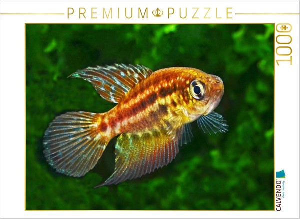 Calvendo Puzzle Ophthalmolebias Constanciae, Brazil | 1000 Pieces, Finished Size-image