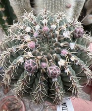 Gymnocalycium stellatum kwitnąca piękna stara plandeka rzadko kupowana 1993 Strigl