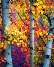 8x10 Photo Art Print - Aspen Grove Autumn Tree Pretty Fall Leaves Artwork Decor