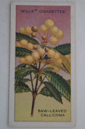 Australian Wildflowers Vintage 1913 Pre WWI Havelock Trade Card Saw Callicoma - Picture 1 of 4
