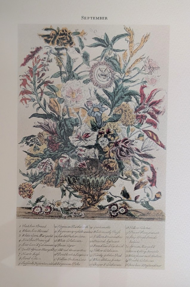 Botanical framed print by robert furber september from 1730 engraving
