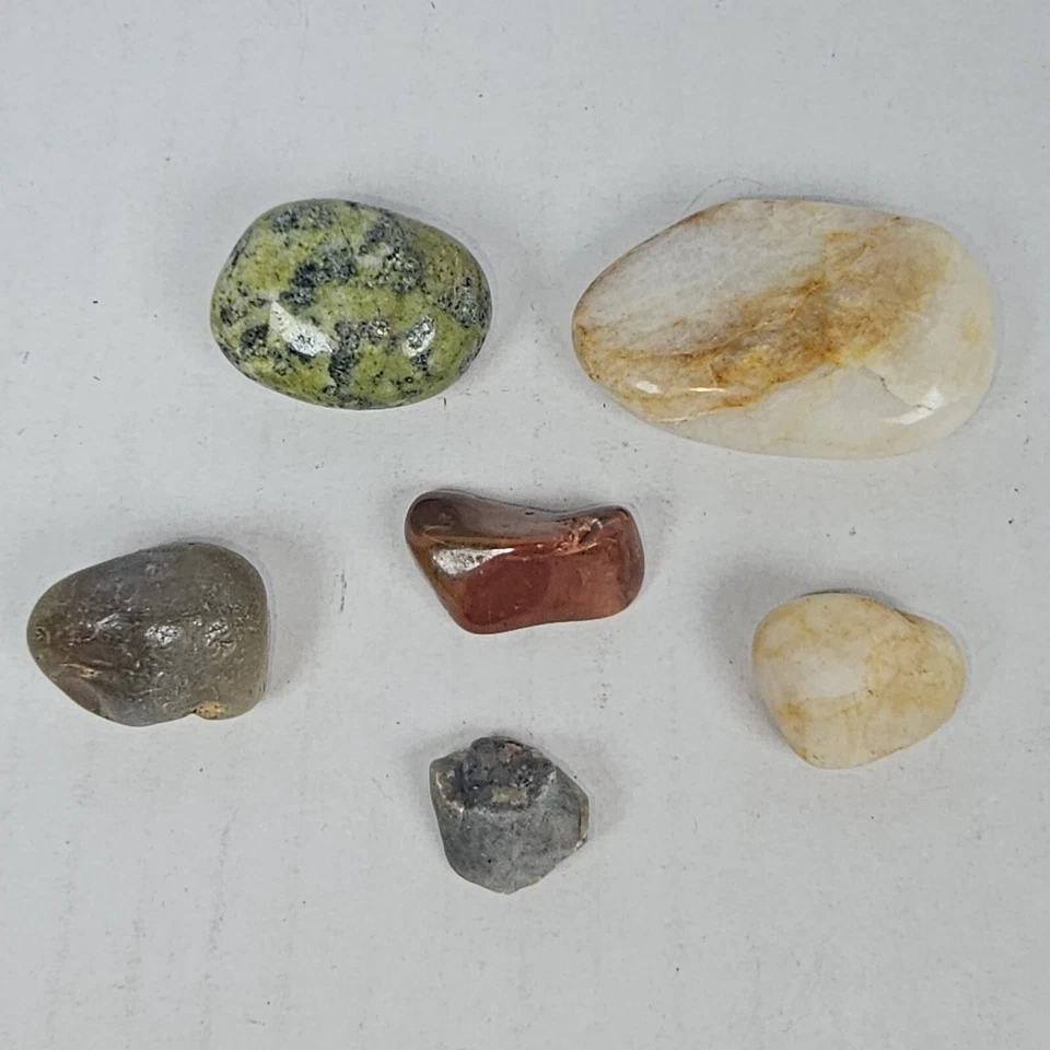 9 Seashells & Polished Stones - Assorted Decorative Aquarium Conch Cypraea - Image 4 of 4