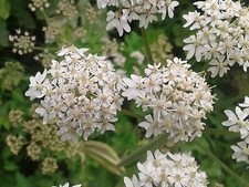 100 Graines d'Anis vert Méthode BIO plante aromatique potager