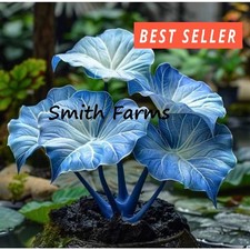 15 Seeds Dwarf Baby Blue Hosta Garden Perennials Thriving in Shaded Areas