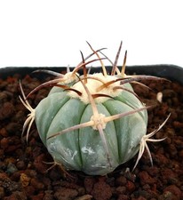 Echinocactus horizonthalonius 12km SUD DI CUATRO CIÉNEGAS -  - Cactus testa del