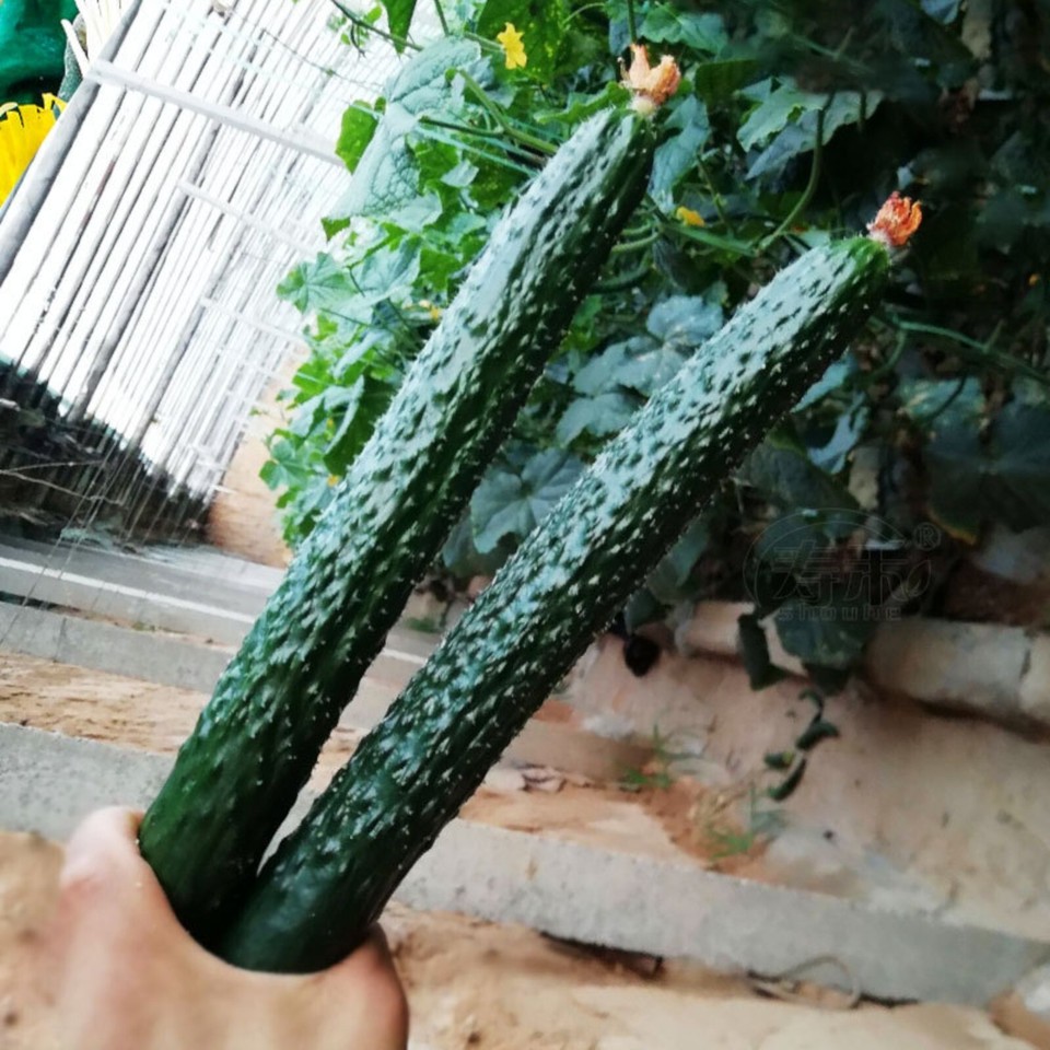 100+ Suyo Long Cucumber Seeds – Heirloom, Non-GMO, Organic & Rare Variety For Home Garden