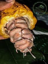Cacao Tree Seeds for Planting  Wet Cocoa Seeds  Rare Exotic Cacao Tree Seeds