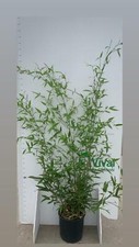 PIANTA DI BAMBU'  "phyllostachys aurea " altezza 160/180 cm  in vaso 24 cm