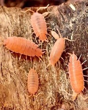10 Powder Orange Isopods Porcellionides pruinosus With Springtails 