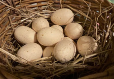 Set 12 Assorted Cream Beige Speckled Eggs Easter Eggs Faux Bird Eggs 2-3  