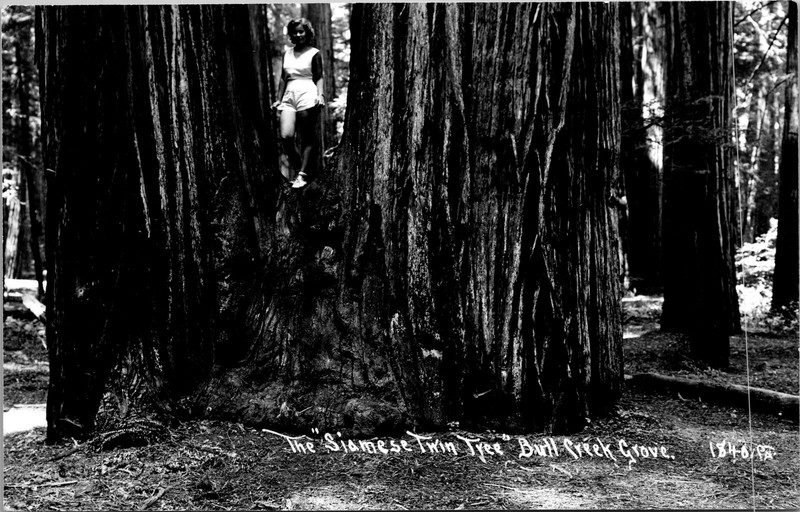 Vintage RPPC Postcard - Siamese Twin Tree Bull Creek Grove Humboldt Redwoods CA