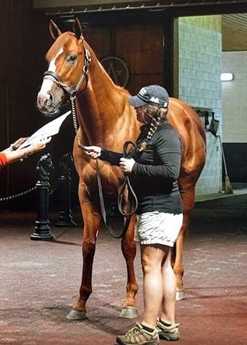 Moneigh print painted by Triple Crown Winner Justify at Coolmore - Picture 3 of 3