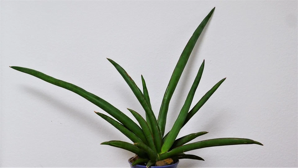Ein Blatt von Sansevieria ehrenbergii - Samurai/Salaf (Yemen) - Bild 1 von 2