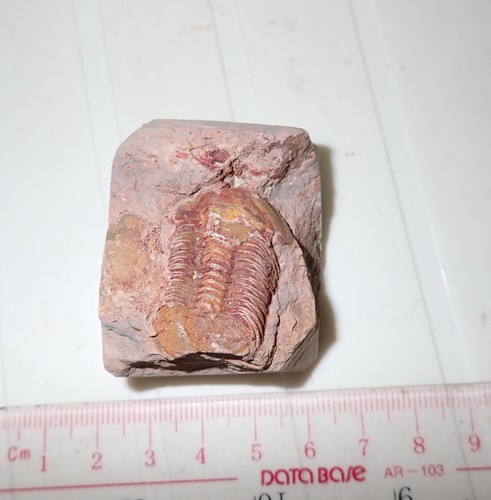 Fossil bräunlicher Trilobit Ductina vietnamica 30x19 mm 57,9 Gramm - Bild 5 von 5