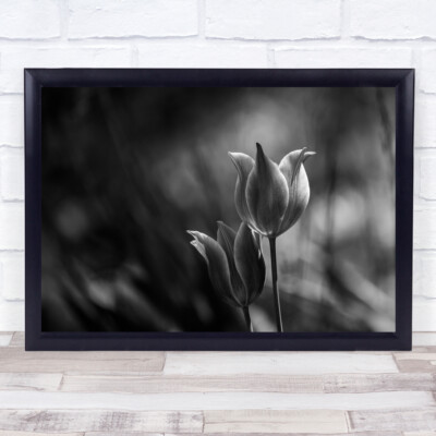 Blumen Tulpen schwarz & weiß Makro Bokeh Garten Tulpe Wandbild Kunstdruck
