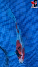 6" SHUBUNKIN Live GOLDFish Garden Pond 1/9