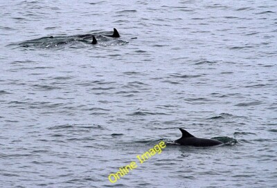 Foto 6x4 Delfine am Burgh Head Burghead Über ein Dutzend Delfine waren weg c2014
