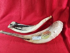 Kosher Polished Ram's Horn Shofar from Israel Jerusalem 12  -11  With Tags