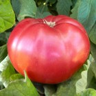 50 GIANT BELGIAN PINK HEIRLOOM TOMATO SEEDS HEIRLOOM FRESH HARVEST FOR GARDENS