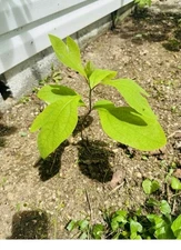3 Bare root Organic Sassafras Tree bare 5 to 11” live plant