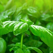 Sweet Basil - Seeds - Organic - Non Gmo - Heirloom Seeds – Herb Seeds