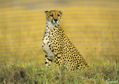 Tier - Ansichtskarte: Gepard - cheetah